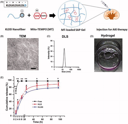 Figure 1. Design and characterization of cationic KLDD peptide. (A) Fabrication of MT-loaded SAP hydrogel for AKI therapy. (B) Representative TEM images of KLDD nanofibers (1 mg/ml, scale bar =100 nm). (C) Determination of the diameter of KLDD nanofibers by DLS. (D) Evaluation of injectable KLDD hydrogel formation in DMEM solution. (E) In vitro release of free MT, MT-loaded KLD, and MT-loaded KLDD in PBS (KLDD vs. control, *p < .05; **p < .01; KLDD vs. KLD, #p < .05).