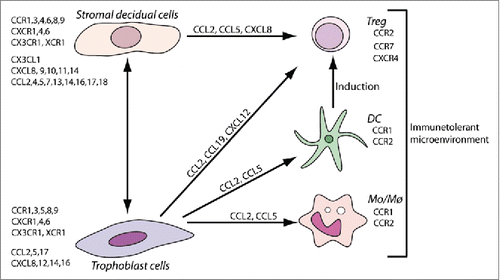 Figure 1. Chemokines, as multifunctional molecules, contributes to the generation of the maternal-placental interface through the interaction between: decidual stromal cells, trophoblast cells and the selective recruitment of maternal and fetal leukocytes.