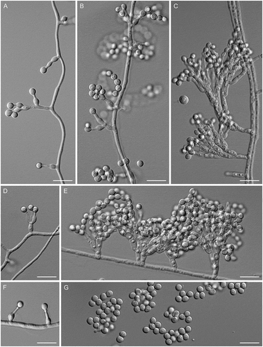 Figure 11. Venustampulla parva (ex-type of Scopulariopsis parvula UAMH 918). A–F. Phialides with conidia (MLA slide cultures, 10–15 d). G. Conidia (MLA, 15 d). Bars = 10 μm.