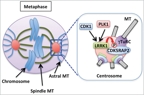 Figure 1. Proposed model in which LRRK1 is activated by sequential phosphorylation of PLK1 and CDK1 at the centrosome and then phosphorylates CDK5RAP2, leading to the promotion of CDK5RAP2–γTuRC complex formation and the activation of γTuRC. Consequently, spindle orientation is properly regulated by the interaction between the cell cortex and astral MTs emanating from the centrosome at metaphase.