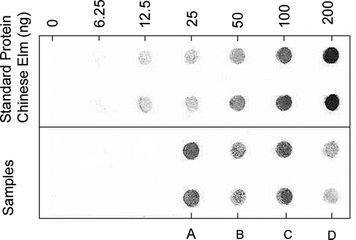 FIG. 3 Immuno-dot blot analysis of Chinese elm pollen antigens in fine particles (Dp < 2 μm) collected from the controlled emission chamber, and from outdoor air samples. Samples (and air volume sampled per spot): (A) indoor chamber (20 1); (B) Ambient (870 1); (C) Field—disturbed trees (50 1); (D) Ambient (190 1).