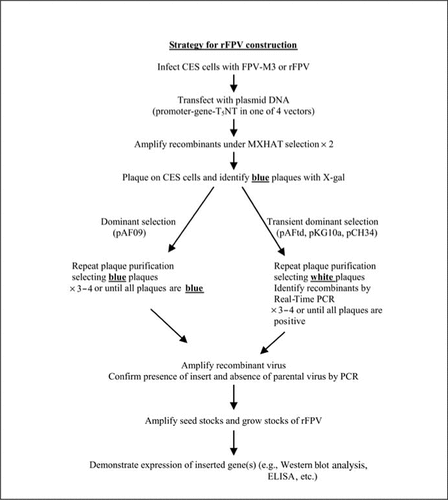 Figure 2.  Strategy for recombinant fowlpox virus (rFPV) construction. FPV, fowlpox virus; CES, chicken embryo skin; MXHAT, mycophenolic acid-xanthine-hypoxanthine-aminopterine-thymidine selection medium.