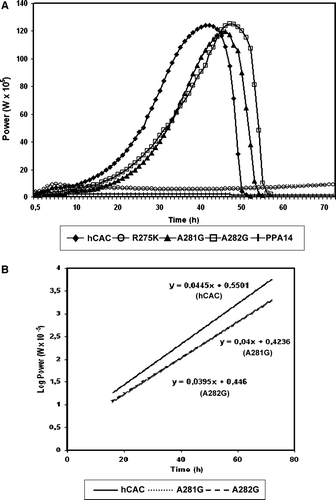 Figure 3.  Quantification of functionality of mutant hCACs in A. nidulans by microcalorimetric analysis. (A) Power-time (p-t) curve on 0.1 M acetate minimal medium of A. nidulans PPA14 (ΔacuH; argB2) strain and single-copy transformants expressing the following versions of the hCAC at the physiological level: wild-type (hCAC), R275K, A281G, A282G mutants. Symbols representing each (p-t) curve are indicated at the bottom of the plot. (B) Semilogarithmic p-t representation during exponential growth of A. nidulans single-copy transformants expressing the wild-type (hCAC) and the A281G or A282G mutant versions. Plot symbols are indicated at the bottom.