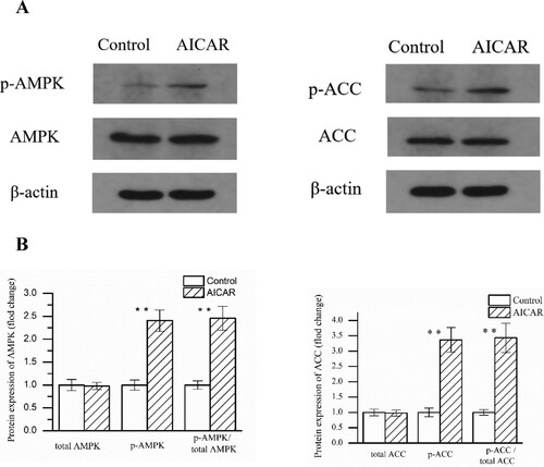 Figure 2. Changes in AMPK and ACC phosphorylation in GS muscle from control and AICAR Wistar rats. (A) Representative blots made by using antibody against. (B) Average values for the protein expression. n = 13 muscles per group.