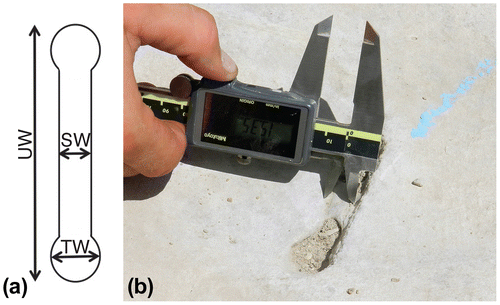 Figure 2. Measuring methods for Diplocraterion. (a) Measured parameters of U-burrow width (UW), burrow-tube width (TW), and spreite width (SW) on bedding planes. (b) Measuring Diplocraterion spreite width at LowT/Riverbend Cliff site with digital calipers.