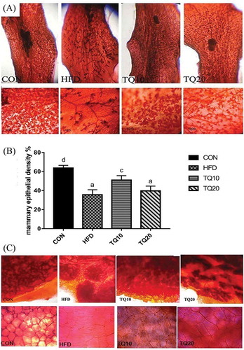 Figure 5. Histopathological evaluation by whole mount examination in the mammary gland of all experimental groups. (A) Representative whole mount gland from CON, HFD, TQ10, TQ20 mice on pregnancy day 18 after staining with Carmine (10X). (B) The columns showed mammary epithelial density, which disrupted by HFD group and increased in TQ10 group. Significant differences between various groups were determined by one-way analysis ANOVA test. Data are expressed as mean ± SD of n = 3/group and values were considered significantly different at p < 0.05. Different letters show significant differences between the groups at p < 0.05. (C) Representative whole mount gland from CON, HFD, TQ10, TQ20 mice on lactation day (LD) 15, first row (10X), second row (20X) larger adipocytes in HFD group. CON: control. HFD: high-fat diet. TQ10: high-fat diet+ thymoquinone 10% ppm. TQ20: high-fat diet+ thymoquinone 20% ppm.