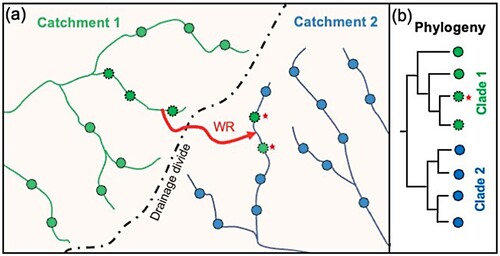 Figure 2. Schematic depiction of hypothetical biogeographic A, and phylogeographic B, signatures of recent anthropogenic translocation across a major drainage divide mediated by water race (WR) connections. The translocated lineage (indicated with stars) represents a biogeographic anomaly within its new river system A, and retains strong phylogenetic similarity B with lineages from its original source tributary. Given the recent anthropogenic timeframe, the translocated and source populations are unlikely to have evolved reciprocal monophyly B.
