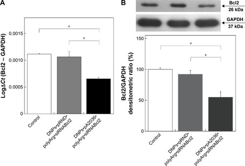 Figure 8 Bcl2 mRNA knockdown.Notes: (A) Effect of DNPs•pA2036•polyArg•siRNABcl2 and DNPs•pRND•polyArg•siRNABcl2 on Bcl2 mRNA expression levels, determined by quantitative PCR. (B) Effect of DNPs•pA2036•polyArg•siRNABcl2 and DNPs•pRND•polyArg•siRNABcl2 on downregulation of Bcl2 protein expression levels determined by Western blot. In both experiments, gene expression values are mean (±SD) of three biological replicates. Significant differences relative to controls were evaluated using ANOVA. *P<0.05.Abbreviations: Bcl2, B-cell lymphoma/leukemia 2; mRNA, messenger RNA; DNPs, diatomite nanoparticles; siRNA, small interfering RNA; PCR, polymerase chain reaction; SD, standard deviation; ANOVA, analysis of variance.