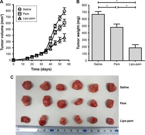 Figure 7 In vivo antitumor study in mice bearing subcutaneous breast cancer xenografts. For therapeutic experiments, tumor growth was induced by subcutaneous injection of 1×107 MCF-7 cells on the right armpit. After 30 days, when tumor growth was over 100 mm3, adenovirus containing ABCC5 was injected into the tumors of the mice. After 35 days, when tumor growth was over 150 mm3, mice were injected with the drugs (20 mg/kg pemetrexed or liposomal pemetrexed) via the tail vein once a day for 10 days. Tumors were measured with a caliper. (A) The tumor growth curve. (B) The excised tumors were weighed at the end point. The tumor weights of each group were compared using two-tailed unpaired t-tests. Data are presented as mean ± SD (n=6). (C) Images of excised tumors of each group at the end point. *P<0.01.Abbreviations: Pem, pemetrexed; Lipopem, liposomal pemetrexed.