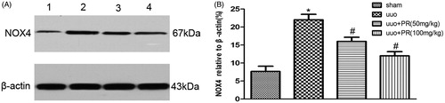 Figure 3. Effects of puerarin treatment in oxidative stress after UUO in mouse. (A) Representative Western blot gels for NOX4. Numbers 1, 2, 3, and 4 correspond to sham, UUO, UUO +50 mg/kg PR, and UUO +100 mg/kg PR groups, respectively. (B) Semiquantitative analysis of NOX4. *p < .05 compared with the sham group; #p < .05 compared with the UUO group.