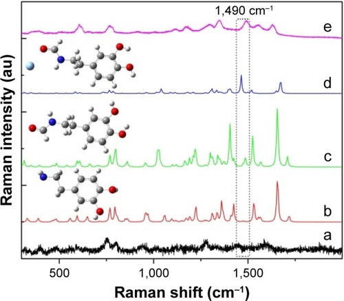 Figure 6 The simulation analysis of DA SERS.Notes: (a) The Raman spectra of DA powders; (b) the simulated DA Raman spectra; (c) the Raman spectra of DA with the carboxyl groups; (d) the simulated SERS spectra; (e) the SERS spectra of DA at 1.5 μM.Abbreviations: DA, dopamine; SERS, surface-enhanced Raman scattering.
