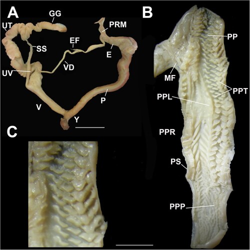 Figure 11. Genital details of Figuladra narelleae Stanisic & Potter, 2010. A, Genitalia; B, Penis interior; C, Apical penial chamber showing longitudinal rows of broad tongue-like pustules. A–C, QMMO86831, Bouldercombe Gorge, SEQ. Scale bars = 10 mm.
