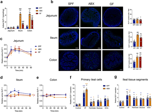 Figure 2. Gut microbiome depletion abolishes postprandial GLP-1 response particularly in the ileum. (a) Comparison of fasting active GLP-1 level in the intestinal tissue from SPF, ABX and GF mice (n = 6 per group). (b) Representative immunofluorescence staining for GLP-1 (green) and quantification of GLP-1 positive cells in the jejunum, ileum and colon of SPF, ABX and GF mice (n = 6 fields of 3 mice per group with each mice containing 2 fields). Nuclei were stained by DAPI (blue). Scale bars, 200 μm. (c-e) GLP-1 response after olive oil gavage in the jejunum (c), ileum (d), and colon (e) of SPF, ABX and GF mice (n = 6/time point/group). (f, g) The effect of known GLP-1 secretagogues (Ibmx/forskolin (I/F), palmitate, glucose and deoxycholic acid (DCA)) on GLP-1 secretion in primary ileal cells (n = 4 per group) (f) and in fresh ileal tissue segments (n = 6 per group) (g) isolated from SPF and ABX mice. Data are shown as mean ± SEM. *P < .05, **P < .01, ***P < .001, vs. 0 min or control; #P < .05, ##P < .01, ###P < .001, vs. SPF mice. Statistical significance was determined by (a, b) one-way ANOVA with the Dunnett’s posttest or (c-g) two-way ANOVA with the Dunnett’s posttest.