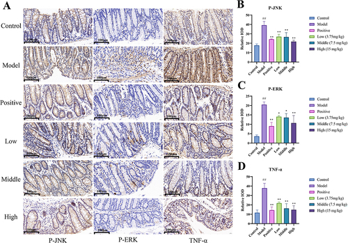 Figure 10 The Results Immunohistochemistry. (A) Effect of MEO on the levels of p-JNK, p-ERK, and TNF-α protein in DSS-induced colon tissues. (B) Protein levels of p-JNK in colon tissues of each mice group. (C) Protein levels of P-ERK in colon tissues of each mice group. (D) Protein levels of TNF-α in colon tissues of each mice group.