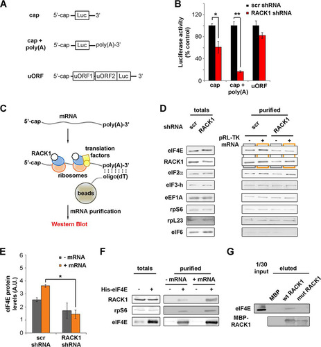 FIG 3 RACK1 on the ribosome recruits eIF4E. (A) Diagrams of mRNAs, with or without an in vitro-synthesized poly(A) tail, employed in the experiment for which results are shown in panel B. (B) In vitro translational efficiencies (expressed as percentages of the control value, taken as 100%) of RACK1-depleted mRNAs either with or without an in vitro-synthesized poly(A) tail. (C) Schematic representation of the purification strategy and analysis approach for mRNA-associated ribosomes and translation factors. (D) Western blots of translation factors and ribosomal proteins copurified with translating mRNAs in vitro under conditions of RACK1 depletion. (E) Quantification (from three independent replicates) of the levels of eIF4E copurifying with a cap-presenting pRL-TK mRNA as shown by Western blotting in panel D. (F) Western blotting for proteins from HeLa cell extracts copurifying with His-eIF4E in vitro under conditions of mRNA digestion (− mRNA) or mRNA reconstitution (+ mRNA). (G) Western blotting to assess the ability of eIF4E to interact with purified RACK1 in vitro. Representative Western blots are shown. In graphs, means and standard deviations are shown. Statistical significance was determined by the t test. P values are indicated as follows: *, <0.05; **, <0.01. At least four independent replicates per experiment were performed.