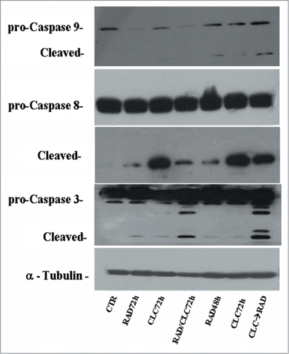 Figure 9. Evaluation of caspases involved in apoptotic process. A498 were treated with RAD and/or CLC alone or in combination. Thereafter, both the activity and the expression of the different proteins were evaluated after protein gel blotting assay with specific antibodies, as described in “Materials and Methods.” Expression of the house-keeping protein α-tubulin was used as loading control.