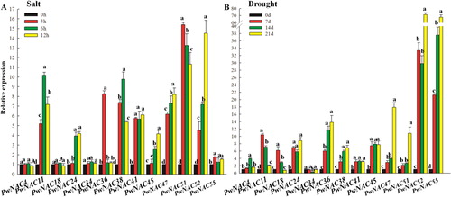 Figure 5. Expression of 13 NAC genes under salt and drought treatments.