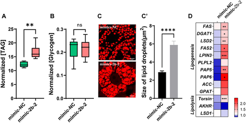 Figure 5. Overexpression of miR-2b-2-5p using agomiR affected the energy metabolism of female B. dorsalis. (A-B) Effects of miRNA agomiR injection on the contents of triglycerides (A) and glycogen (B) in the whole body. Results were normalized to the total protein content. Boxplots show the data of seven independent biological replicates (5 flies for each replicate). Asterisks indicate significant differences by Student’s t test (** P < 0.01; ns not signification). (C) Nile Red staining of lipid droplets in the fat body of females (Scale bar: 5 μm), and the lipid droplet size was quantified using ImageJ (C’). (D) Heatmap illustrating the relative expression levels of genes involved in the lipid metabolism pathway (lipogenesis and lipolysis). The asterisk in each cell indicated the statistically significant differences. * P < 0.05, ** P < 0.01, *** P < 0.001.