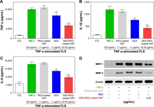 Figure 8 Low-dose efficacy of nanodrug on protein expression of cytokines and MMPs in TNF-α-stimulated FLS.Notes: (A–C) FLS cells were pretreated with 0.25 μg/mL DEX-PEG-coated CNT (PEG-coated CNT: 1 μg/mL, DEX: 1 μg/mL) for 2 h, and then stimulated with TNF-α (20 ng/mL) for 24 h. The levels of TNF-α, IL-1β, and IL-6 were measured in the culture medium by ELISA. All data represent mean ± SEM. *P<0.05, **P<0.05, and ***P<0.01 compared to the TNF-α-stimulated positive control. The data are presented as mean ± SEM (n=3). (D) Changes in protein levels of MMP-1 and MMP-3 were analyzed by Western blot analysis. Cells were pretreated with DEX (1 μg/mL), PEG-coated CNT (0.04 μg/mL), and DEX-PEG-coated CNT (0.25 μg/mL) 20 min before stimulation with TNF-α (20 ng/mL) for 24 min. β-actin was used as a loading control.Abbreviations: CNT, carbon nanotube; DEX, dexamethasone; ELISA, enzyme-linked immunosorbent assay; FLS, fibroblast-like synoviocytes; IL-β, interleukin-β; IL-6, interleukin-6; MMP, matrix metalloproteinase; PEG, polyethylene-glycol; SEM, standard error of the mean; TNF-α, tumor necrosis factor-α.