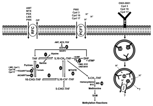 Figure 2. Folate transporters, folate metabolic pathways and intracellular enzyme targets of antifolates. Folate and antifolate transport across biological membranes is mediated by the reduced folate carrier (RFC), the proton-coupled folate transporter (PCFT) and folate receptors (FR). While RFC and PCFT are facilitative transporters, FRs mediate transport by a non-classical endocytosis involving formation of endosomes that migrate to the cytoplasm. Exit of the folate ligand from the endosome involves diffusion or a mediated process. PCFT has been proposed to facilitate endosomal exit,Citation38 however this does not appear to be obligatory.Citation16 Intracellular folates including tetrahydrofolate (THF), dihydrofolate (DHF), 10-formyl tetrahydrofolate (10-CHO-THF), 5, 10-methylene tetrahydrofolate (5,10-CH2-THF), 5,10-methenyl tetrahydrofolate (5,10-CH+-THF), and 5-methyl tetrahydrofolate (5-CH3-THF) participate in folate interconverting and biosynthetic reactions. Reactions 1–4 are in both the cytoplasmic and mitochodrial compartments. Reactions 1 and 9 are also present in the nucleus. Reaction 1 designates serine hydroxymethyltransferase. In the mitochondria, reactions 2 and 3 are catalyzed by bifunctional 5,10-CH2-THF dehydrogenase (MTHFD) 2 or MTHFD2L and 4 is catalyzed by monofunctional MTHFD1L. In the cytoplasm, reactions 4, 3 and 2 are catalyzed by the 10-CHO-THF synthetase, 5,10-CH+-THF cyclohydrolase and MTFD activities, respectively, of the trifunctional C1-THF synthase (MTHFD1). Other steps shown are catalyzed by β-glycinamide ribonucleotide formyltransferase (GARFTase; reaction 5), 5-amino-4-imidazolecarboxamide ribonucleotide formyltransferase (AICARFTase; reaction 6), thymidylate synthase (TS; reaction 7), dihydrofolate reductase (DHFR; reaction 8), 5,10-methyleneTHF reductase (MTHFR; reaction 9), and methionine synthase (MS; reaction 10). Antifolates inhibit folate biosynthetic reactions as shown and include aminopterin (AMT), methotrexate (MTX), pralatrexate (PDX), raltitrexed (RTX), lometrexol (LMX), pemetrexed (PMX), ONX-0801 (ONX), and compounds 3, 16 and 17.