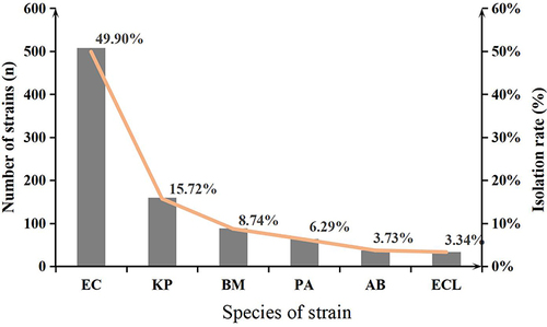 Figure 4 The number and isolation rate of the top six GNBSI strains.