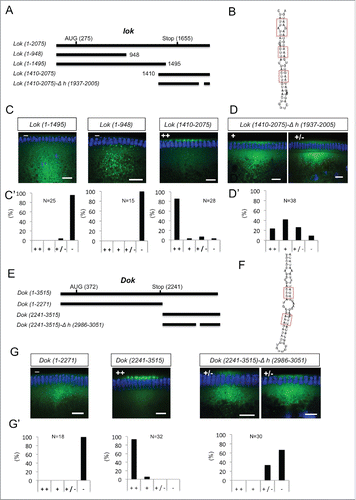 Figure 6. 3′ UTR hairpins of Dok and lok are responsible for apical localization. (A, E) Schematic representations of the test lok (A) and Dok (E) mRNAs injected. (B, F) Secondary structure of the localizing hairpins in lok (B) and Dok (F) predicted using the RNAfold web server. (C, D, G) Representative images of embryos injected with the respective lok (C-D) and Dok (G) constructs indicated above each picture. Fluorescently labeled transcripts (green signal) were injected into blastoderm embryos basally and fixed 12 min thereafter. Images are oriented with apical at the top. Hoechst (blue) visualizes the DNA. The categorization of the RNA enrichment to the apical cytoplasm for the corresponding injections shown in (C, D, G) is shown under each embryo image (C', D', G'). The percentage of embryos showing strong (++), weak (+), very weak (+/−) or no apical (−) localization is shown for each construct. (N) Number of embryos scored for each mRNA injection. Scale bars are 10 µm.