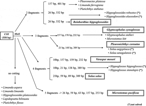 Figure 2. COI digestion workflow. Fragments produced and species identification through the digestion of the 558bp-COI fragment with MseI. *The species is not solved with both Cytb and COI digestion.Figura 2. Flujo digestivo coi. Fragmentos producido y especias identificadas a través de la digestión del fragmento 558bp-coi con MseI. El asterisco (*) indica que la especie no es detectada con la digestión tanto Cytb como COI.