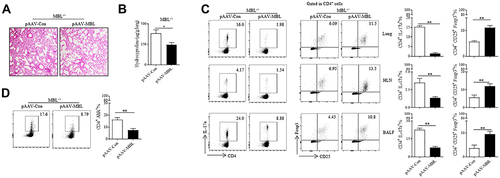 Figure 7 MBL restoration ameliorated silica-induced pulmonary fibrosis in mice. (A–D) MBL−/− mice were tail vein injected with MBL-expressed AAV or control AAV combined with intratracheally injected with silica suspension (5mg silica in 50μL sterile PBS) for 35 d. The lung tissues and sera were collected at the end of the experiment. (A) Histological analysis of lung tissues was determined by H&E staining. (B) Hydroxyproline levels in lung tissues were detected. (C) FCM analysis was performed to evaluate Th17 or Treg frequency in lung tissues, HLN, and BALF. (D) Expression of AhR in CD4+ T cells was detected by FCM assay. *p < 0.05, **p < 0.01. The data represent three independent experiments with similar results.