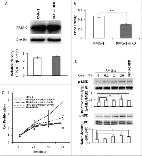 Figure 4. Expression level and activity of PP2A in RMG-1 and RMG-1HKD cells. (A) The expression level of PP2Ac, a catalytic subunit of PP2A. The expression of PP2Ac was examined by Western blot analyses using an anti-PP2Ac Ab in RMG-1 and RMG-1HKD cells. The bands were densitometrically analyzed using Quantity One software (Bio-Rad, Hercules, CA). (B) PP2A activity in RMG-1 and RMG-1HKD cells was measured with a PP2A immunoprecipitation phosphatase assay kit (Millipore, Billerica, MA). (C) The proliferation rate of RMG-1 cells in the presence of cantharidin (0, 0.1, 1, 10 nM) was examined using a cell counting kit-8 (Wako Pure Chemical Industries, Osaka, Japan). (D) Phosphorylations of MEK and ERK were measured in RMG-1 cells in the presence of cantharidin (0, 0.1, 1, 10 nM), a PP2A inhibitor. The phosphorylation and total expression levels of the kinases were examined by Western blot analyses. The bands were also densitometrically analyzed using Quantity One software (Bio-Rad, Hercules, CA). Statistical analyses were performed using JMP software (SAS Institute Inc.). (n = 3 for both (A) and (D), *: P < 0.05, **: P < 0.01).