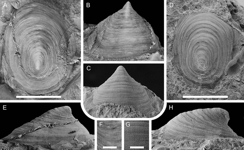 Figure 11. Comparison between Scenella barrandei (Linnarsson, Citation1879) and Helcionella antiqua (Kiær, Citation1917), showing dorsal, anterior, and lateral views and detail of shell ornamentation. A, B, E, F, Scenella barrandei, holotype (SGU 4532a), from the middle Cambrian Exsulans Limestone bed (Paradoxides paradoxisimus Zone) of the Alum Shale Formation at Kiviks-Esperöd in Scania, southern Sweden. C, D, G, H, Helcionella antiqua (PMU 37777) from the Ellipsostrenua spinosa Zone at Hardeberga, Scania, southern Sweden. Scale bars for A–E, H = 5 mm, scale bars for F, G = 1 mm.