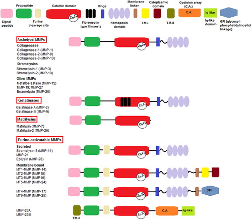 Figure 1. Subclasses of MMPs according to their domain structural organization. Modified from Ref. [Citation11].