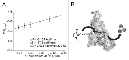 Figure 4. (A) van’t Hoff Plot of NPM dissociation from DAse-3′-Cy5. The dependence of the dissociation constant of NPM to DAse-3′-Cy5 was plotted at different temperatures according to eq 1. The linear fit of the eq 1 (black solid line) yielded a slope of -∆H/R and an intercept at ∆S. The error bars represent the standard deviation in triplicate measurements. (B) Proposed mechanism for NPM binding supported by thermodynamic measurements. The dissociation of water from the catalytic site is the energetic driving force for the dienophile binding.