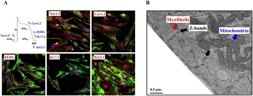 Figure 4. Structural and functional characterization of hPSC derived cardiomyocyte via Wnt signaling. (A) Immunostaining to various ion channels (Nav1.5, Cav 1.2, hERG, Kv7.1 and Kir2.1) reveals sarcomere organization. Nuclei and cTnT are shown in blue and green, respectively. (Scale bar, 200 μm) (B) An images of transmission electron microscopic shows myofibrils (red arrow) with Z-bands (black arrow) and mitochondria (blue arrow). (Scale bar, 0.5 μm).