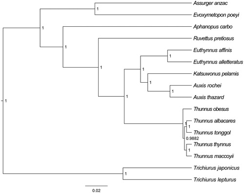 Figure 1. The Bayesian inference phylogenetic tree for Scombriformes based on mitochondrial PCGs and rRNAs concatenated dataset. The gene’s accession numbers for tree construction are listed as follows: Evoxymetopon poeyi (AP012509), Assurger anzac (AP012508), Aphanopus carbo (AP012944), Thunnus thynnus (KF906720), Thunnus obesus (JN086152), Thunnus maccoyii (KF925362), Thunnus tonggol (HQ425780), Thunnus albacares (GU256528), Euthynnus affinis (AP012946), Katsuwonus pelamis (KM605252), Ruvettus pretiosus (AP012506), Euthynnus alletteratus (AB099716), Auxis rochei (AB103468), Auxis thazard (KP259551), Trichiurus lepturus (JX477078).
