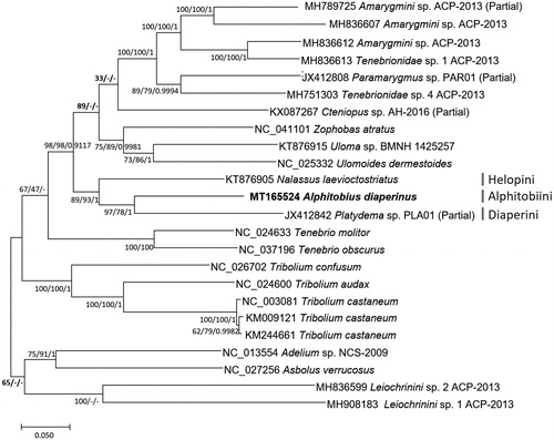 Figure 1. Bayesian inference (1,000,000 generations), maximum-likelihood (1000 bootstrap repeats), and neighbor-joining (10,000 bootstrap repeats) phylogenetic trees of 24 Tenebrionidae mitochondrial genomes: Alphitobius diaperinus (MT165524), Amarygmini sp. (MH789725; Partial mitochondrial genome; MH836607, and MH836612), Tenebrionidae sp. (MH836613 and MH751303), Paramarygmus sp. (JX412808; Partial mitochondrial genome), Cteniopus sp. (KX087267; Partial mitochondrial genome), Zophobasatratus (NC_041101), Uloma sp. (KT876915), Ulomoides dermestoides (NC_025332), Nalassus laevioctostriatus (KT876905), Platydema sp. (JX412842), Tenebrio molitor (NC_024633), Tenebrio obscurus (NC_037196), Tribolium confusum (NC_026702), Tribolium audax (NC_024600), Tribolium castaneum (NC_003081, KM009121, and KM244661), Adelium sp. (NC_013554), Asbolus verrucosus (NC_027256), and Leiochrinini sp. (MH836599 and MH908183). Phylogenetic tree was drawn based on maximum-likelihood tree. The numbers above branches indicate bootstrap support values of maximum-likelihood and neighbor-joining phylogenetic trees and posterior probability value of Bayesian inference tree, respectively. Tribe names were displayed as light gray color. Bolded supportive values indicate nodes that all three phylogenetic trees show different topologies.