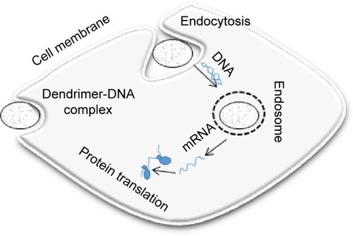 Figure 4 Dendrimer-mediated gene transfection.Abbreviations: DNA, deoxyribonucleic acid; mRNA, messenger ribonucleic acid.