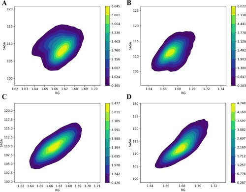 Figure 5. The Kernel Density Estimation (KDE) correlation plot of Rg and SASA. (A) Apo WT, (B) Apo MT, (C) Holo WT, and (D) Holo MT. The probability distribution is shown by concentric circles that are differentiated by the intensity.