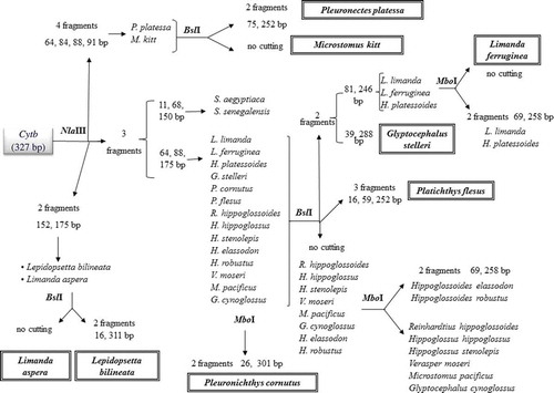 Figure 1. Cytb digestion workflow. Fragments produced and species identification through the digestion of the 327bp-Cytb fragment with NlaIII and BslI and, in some cases, MboI.Figura 1. Flujo digestivo Cytb. Fragmentos producidos y especies identificadas a través de la digestión del fragmento 327bp-Cytb con NlaIII y BslI y, en algunos casos, con MboI.