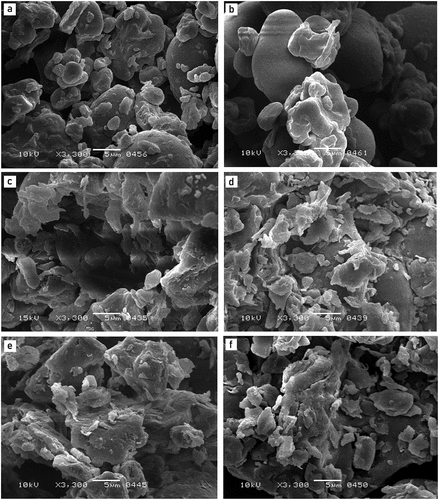 Figure 2. Scanning electron microscopy of: (a) RMBF, (b) GMBF, (c) RMBF Saccharomyces cerevisiae MK-157, (d) GMBF S. cerevisae MK-157, (e) RMBF Lactobacillus sp. E14, and (f) GMBF Lactobacillus sp. E14.