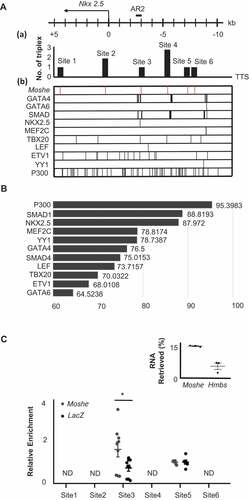 Figure 5. Moshe regulates Nkx2.5 via direct binding to AR2 enhancer region. (A) Six Moshe TTSs (a) with ten TF binding sites (B) on the Nkx2.5 promoter/enhancer region are depicted. AR2 enhancer was indicated at around −3kb upstream from TSS. (B) The binding affinity of 11 candidate proteins to Moshe. (C) qRT-PCR analysis of ChIRP RNA shows % retrieval of Moshe compared with Hmbs unspecific control. qRT-PCR of ChIRP DNA shows amplification of Nkx2.5 promoter/enhancer regions at the TTS site 3 and site 5. Asterisks were added with student’s t-test results. Error bars indicate standard error of the mean. * indicates p-value < 0.05, ND: not detected