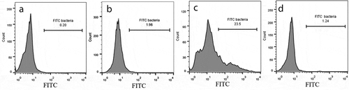 Figure 4. Invasion of PHSF cells by FITC-labeled bacteria. Comparative histograms represent results of flow cytometry analysis of (a) control non-infected cells (mock), (b) poorly invasive strain of S. haemolyticus (SH1), (c) highly invasive strain of S. haemolyticus (SH10), (d) Control S. haemolyticus strain (ATCC 29970). The figure shows a representative of three independent experiments.