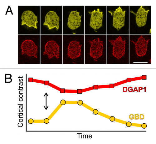 Figure 2. Time scales of spontaneous and induced redistributions of GBD and DGAP1 probes are comparable. (A) A sequence showing spontaneous re-polarization of a randomly migrating cell labeled with GBD-YFP (yellow) and mRFP-DGAP1 (red). Interval between frames, 10 sec; scale bar, 10 μm. (B) Response of the cortical localization of the two probes, GBD-YFP (yellow) and mRFP-DGAP1 (red), to a uniform pulse of chemoattractant. Fifty micromolars of folic acid has been applied to the cell sample at the time-point indicated by the double arrow. The cortical contrast represents the ratio between the average fluorescence intensity of a probe in the cell cortex vs. its average intensity in the cytoplasm. Interval between measurement points: 3.25 sec.