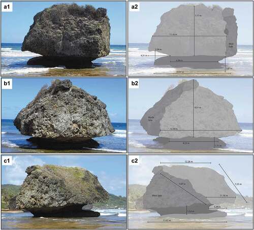 Figure 13. North aspect (a1) and its measurements (a2), West aspect (b1) and its measurements (b2), and Southwest aspect (c1) and its measurements (c2) of representative contemporary mushroom rock at Bathsheba, Barbados. Photographs by C.D. Allen, 2018. Measurement graphics by K.M. Groom.