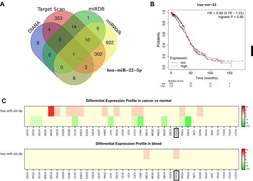 Figure 8 The upstream miRNAs analysis of GNG11. (A) hsa-miR-22-5p identification by venn analysis. (B) Survival analysis on hsa-miR-22-5p in ovarian serous cystadenocarcinoma. (C) Differential expression analysis on hsa-miR-22-5p.
