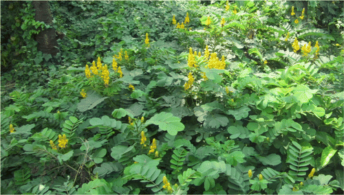 Figure 1a. S. alata L syn. Cassia alata.