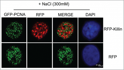 Figure 3. GFP-Killin is tightly associated with DNA during S-phase. The RFP-Killin or RFP expression vectors were transiently co-transfected with GFP-PCNA into Cos-E5 cells. Twenty-four hours after transfection, the cells were treated with 300 mM NaCl (in situ salt extractions) to remove proteins that were not bound to DNA. Images were acquired in confocal fluorescent microscopy. GFP-PCNA and RFP-Killin showed a mutually exclusive localization pattern of S phase nuclei (merge) that were salt stable, whereas RFP were completely removed by salt extraction. The scale bar was at 4.08 μm.