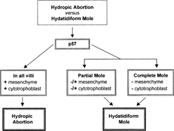 Figure 4. Recommended diagnostic approach to hydropic abortions and hydatidiform moles.