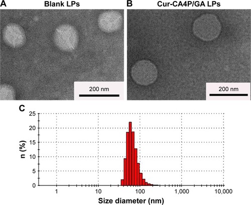 Figure 5 Characteristics of blank LPs and Cur-CA4P/GA LPs.Notes: (A, B) Transmission electron microscopy; (C) particle-size distribution of Cur-CA4P/GA LPs.Abbreviations: LPs, liposomes; Cur, curcumin; CA4P, combretastatin A4 phosphate; GA, glycyrrhetinic acid.