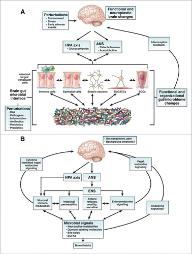 Figure 1. (A). Components of the gut-brain axis. Signals from the microbiota are transmitted to the brain via multiple afferent signaling pathways, including endocrine and neural (vagal, spinal afferents) pathways. Enterochromaffine (ECC) cells in the gut wall functions as interface between the organism and the gut lumen. SMC – smooth muscle cells; ANS - autonomic nervous system; HPA - hypothalamic pituitary adrenal axis. (B). Functional and symptom-related consequences of brain gut microbial interactions. Intestinal processes relevant to IBS symptoms are modulated by the brain (via the ANS/ENS) and by the microbiota. Microbial molecules signal to the brain via vagal and afferent nerve pathways, by cytokines and neurotransmitters.© [Elsevier]. Reproduced by permission of [Elsevier]. Permission to reuse must be obtained from the rightsholder.
