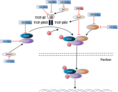 Figure 1 Targets of some miRNAs in the TGF-β/Smad signaling pathway. There are three main points in this diagram: (1) TGF-β ligands bind to heterodimeric complexes of type II and type I receptors, phosphorylating type II receptors and activating type I receptors. (2) Activated type I receptors phosphorylate Smad2 and Smad3. (3) Smad2/3 dimer forms a trimeric complex with Smad4 and translocates to the nucleus to regulate the transcription of target genes positively or negatively. (4) The targets of action of some miRNAs are also labeled in the figure, where red indicates pro-fibrotic miRNAs and blue ones indicate miRNAs that inhibit fibrosis.